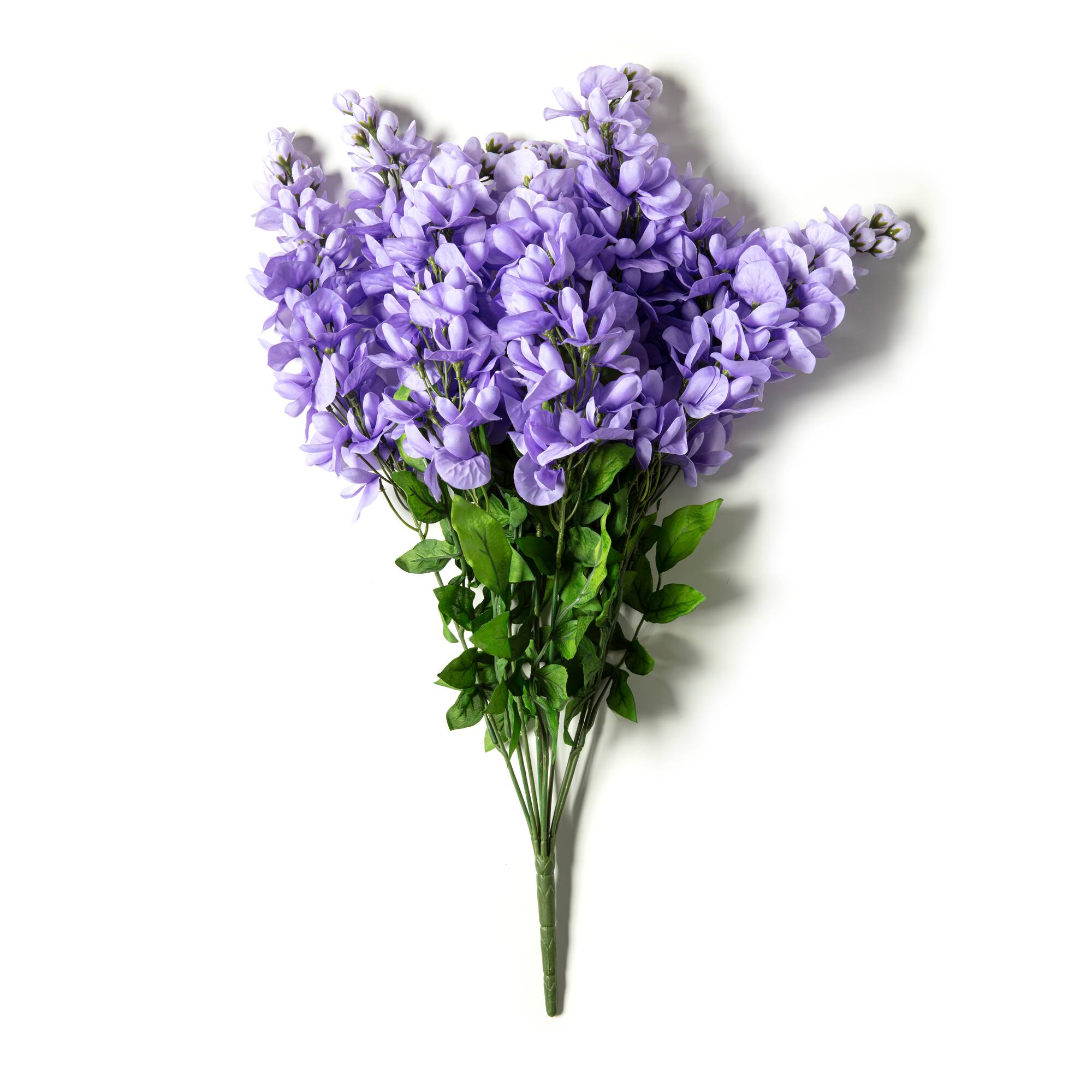 Wisteria Bush by Ashland